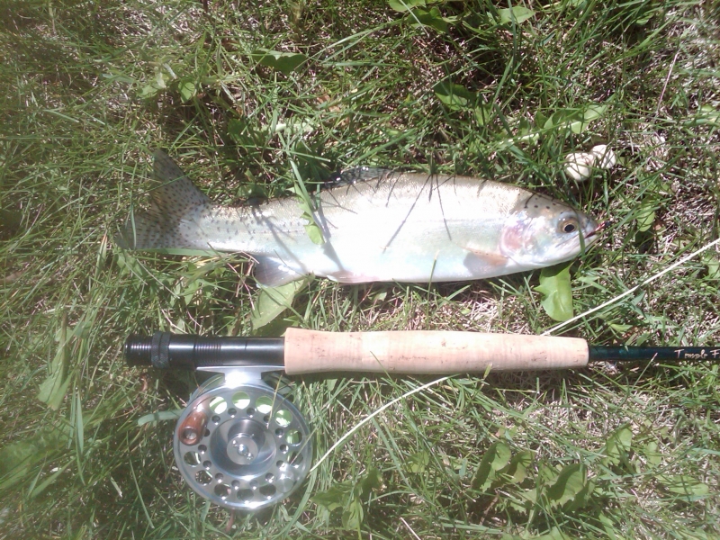 First trout of summer 2012